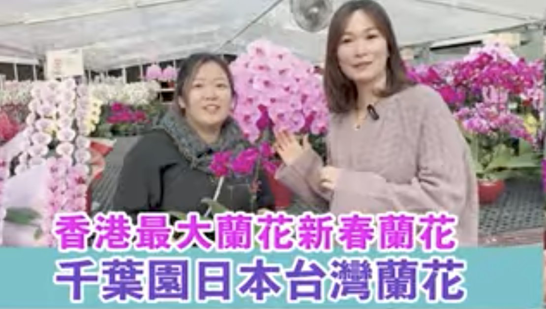 非一般國產蘭花：千葉園日本台灣蘭花
