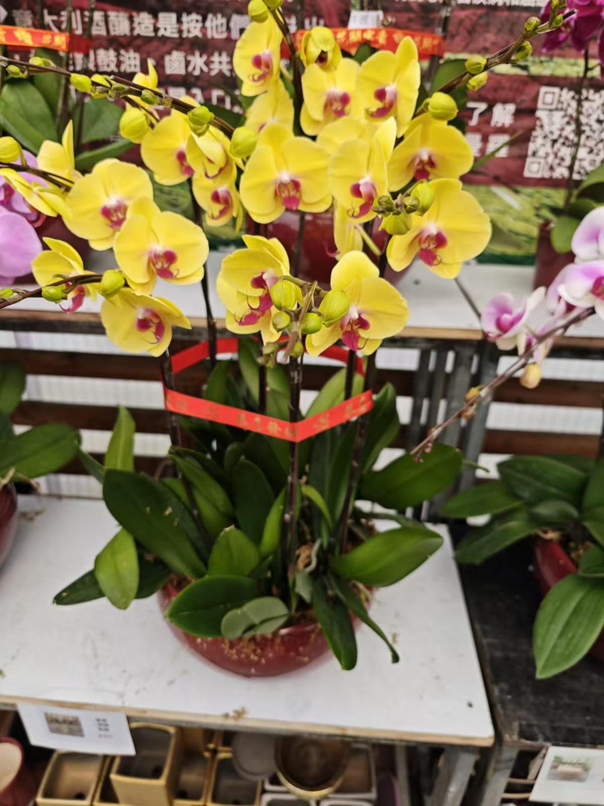 富樂黃金